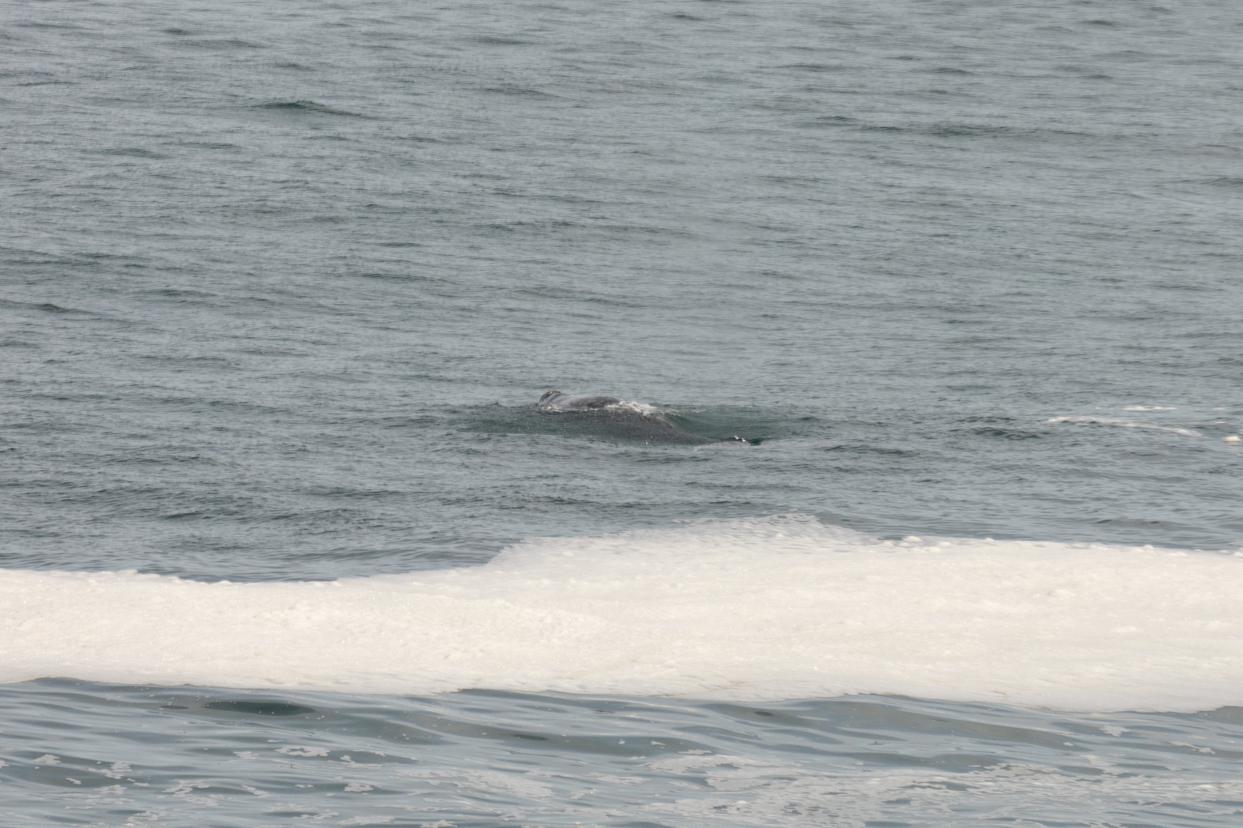 Gray Whale - Oregon Coast