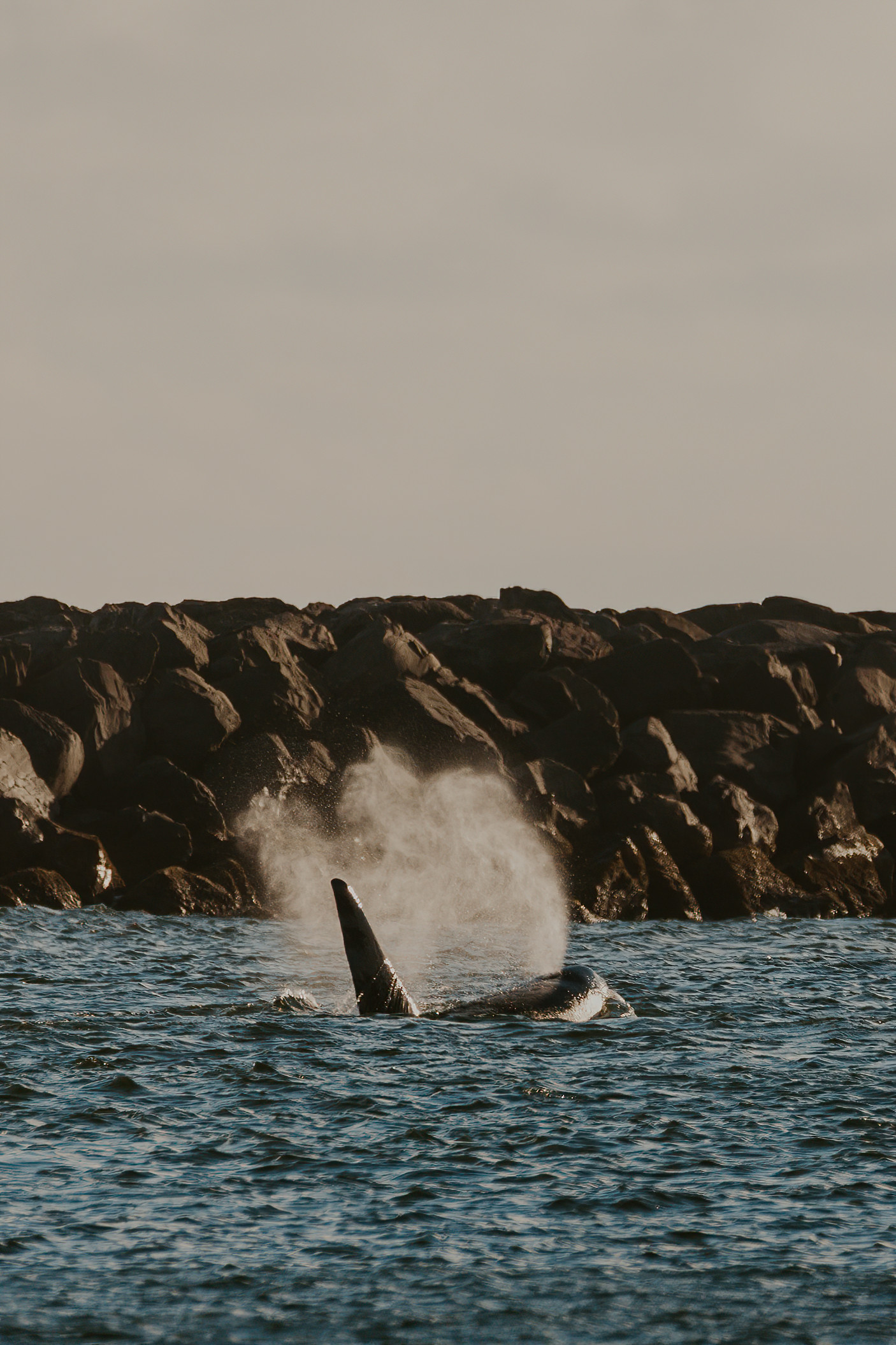 Orcas on the Oregon Coast