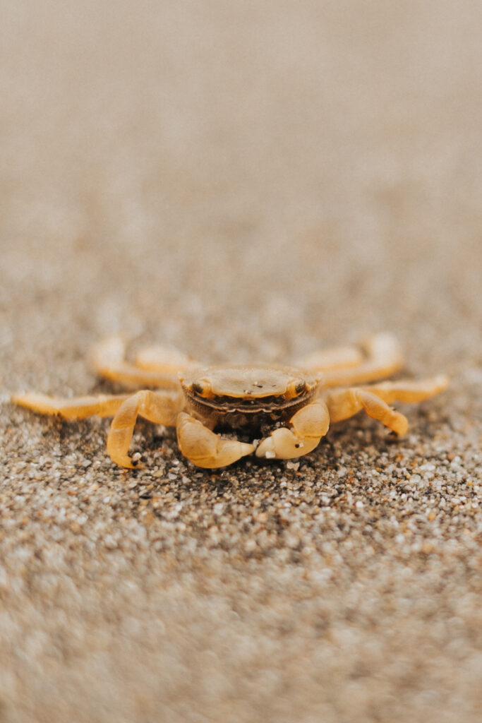 Tide pooling on the Oregon Coast - crab