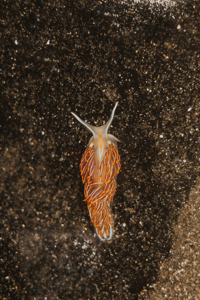 Tide pooling on the Oregon Coast - opalescent nudibranch