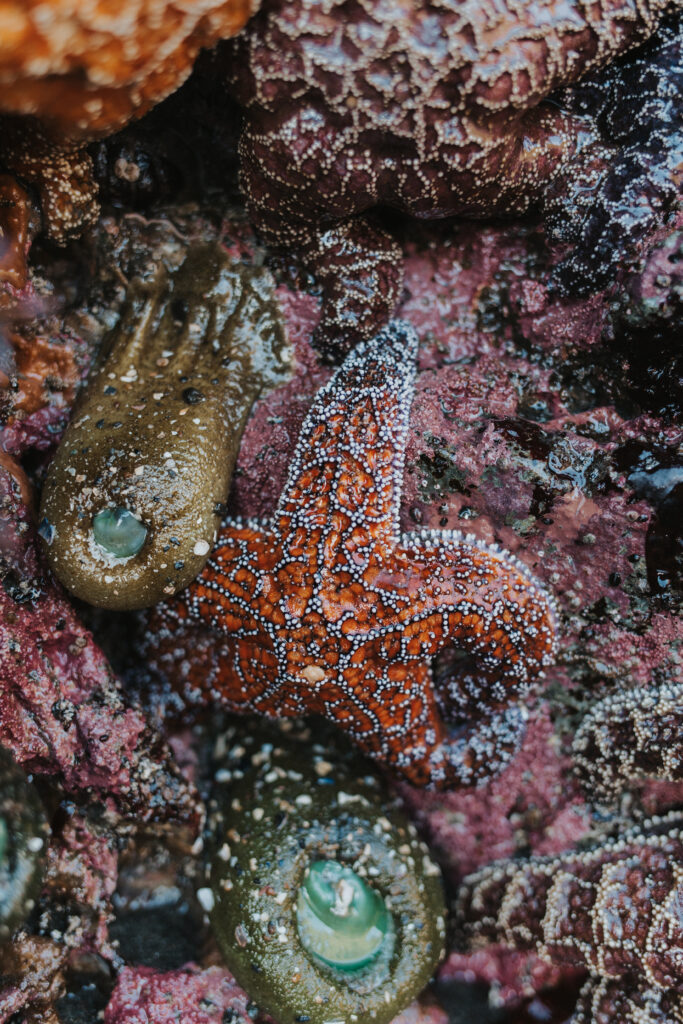 Tide pooling on the Oregon Coast - ochre sea star