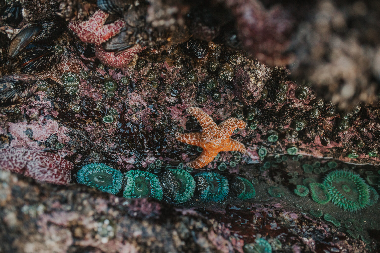 Everything You Need to Know About Tide Pooling on the Oregon Coast