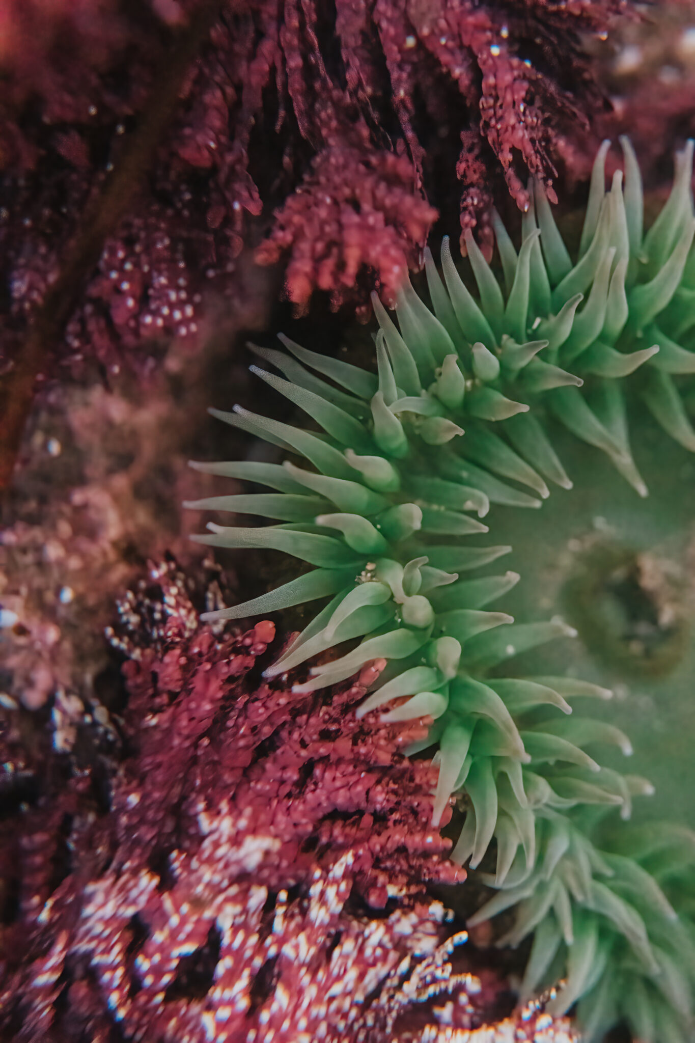 Everything You Need to Know About Tide Pooling on the Oregon Coast ...