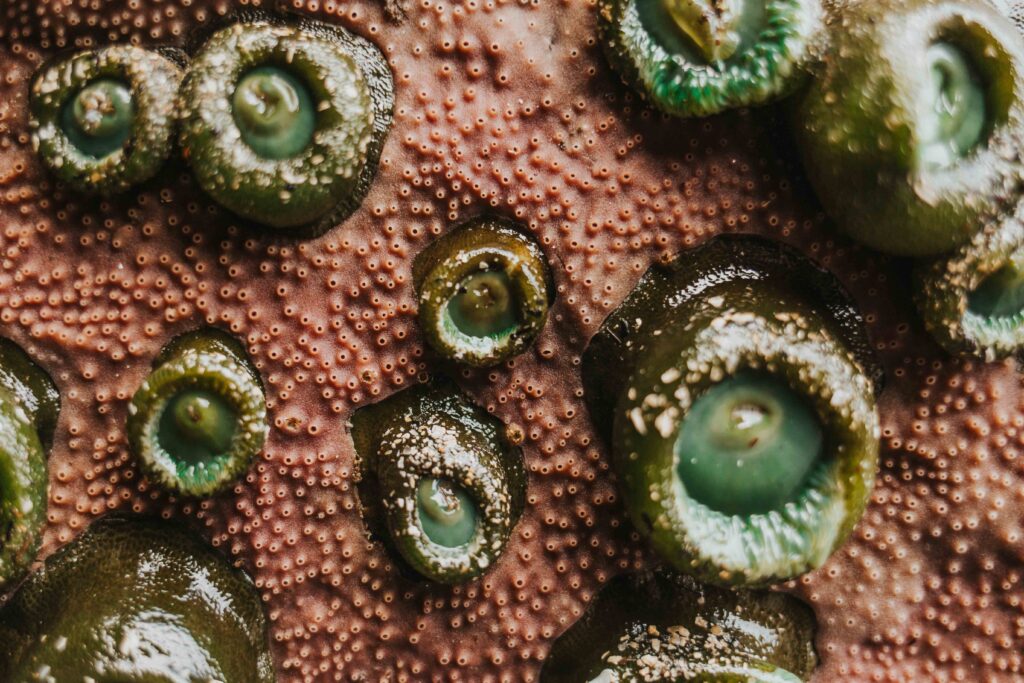 Sea anenomes and purple encrusting sponge on the Oregon Coast