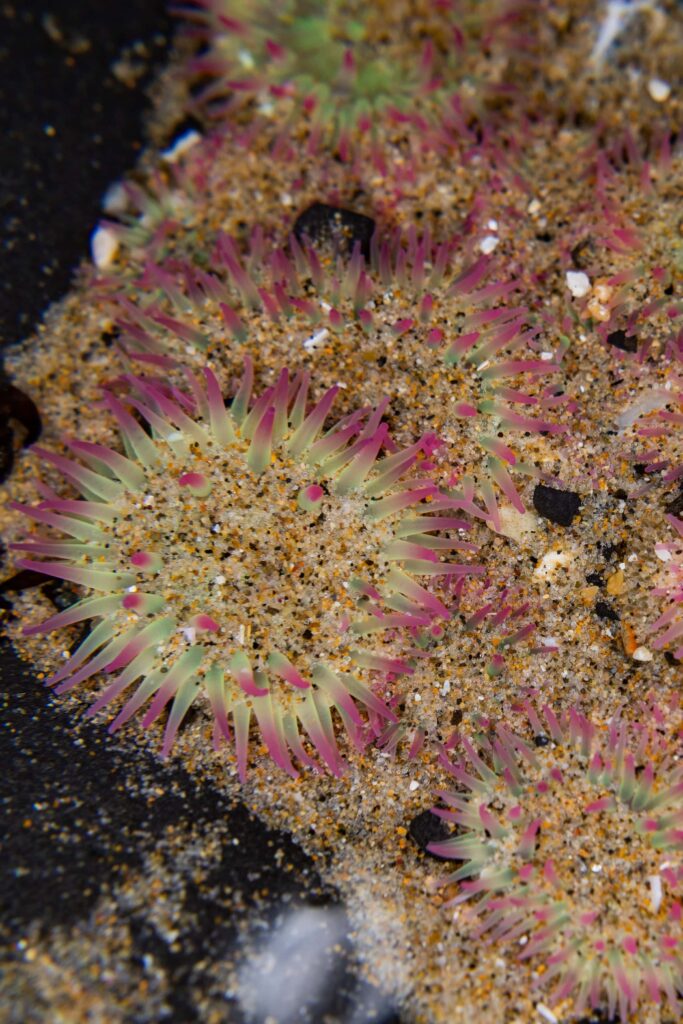 Aggregating anenome on the Oregon Coast