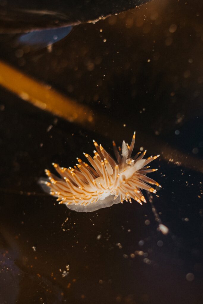 White and orange tipped nudibranch on the Oregon Coast