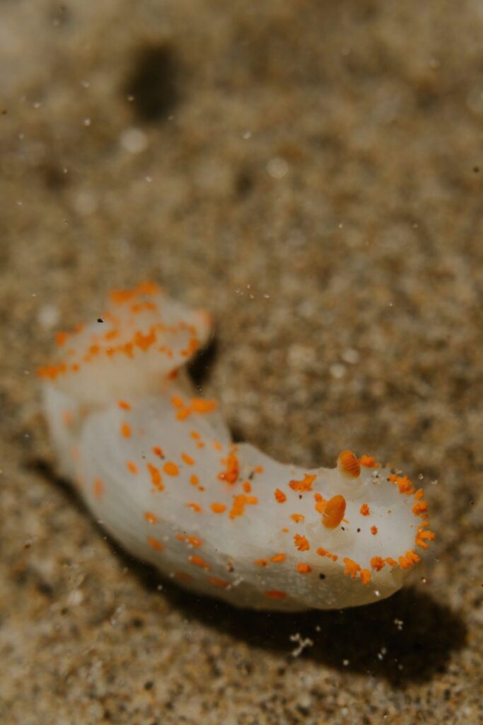 Sea Clown Nudibranch on the Oregon Coast