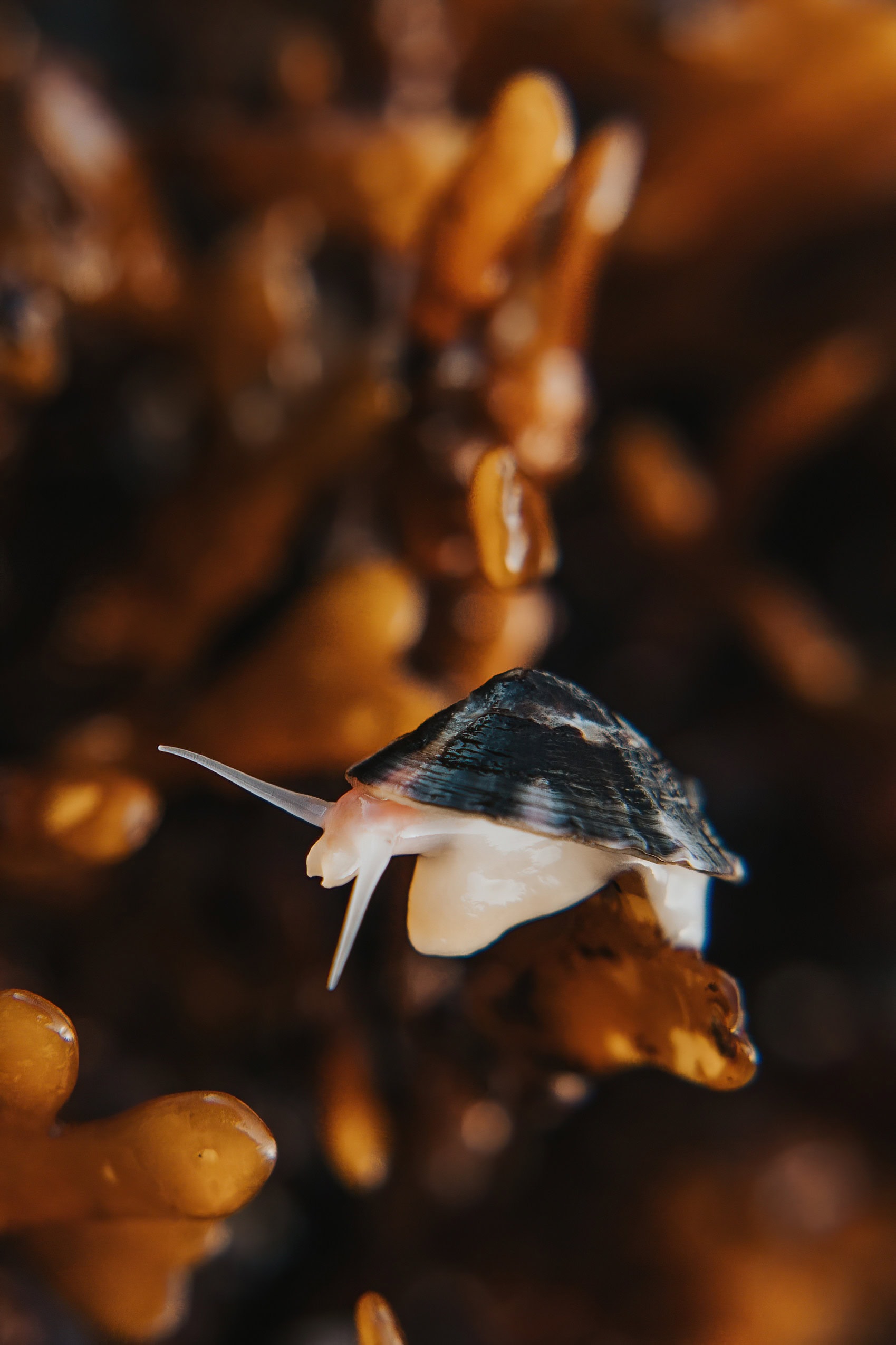 Limpet in an Oregon Coast tide pool