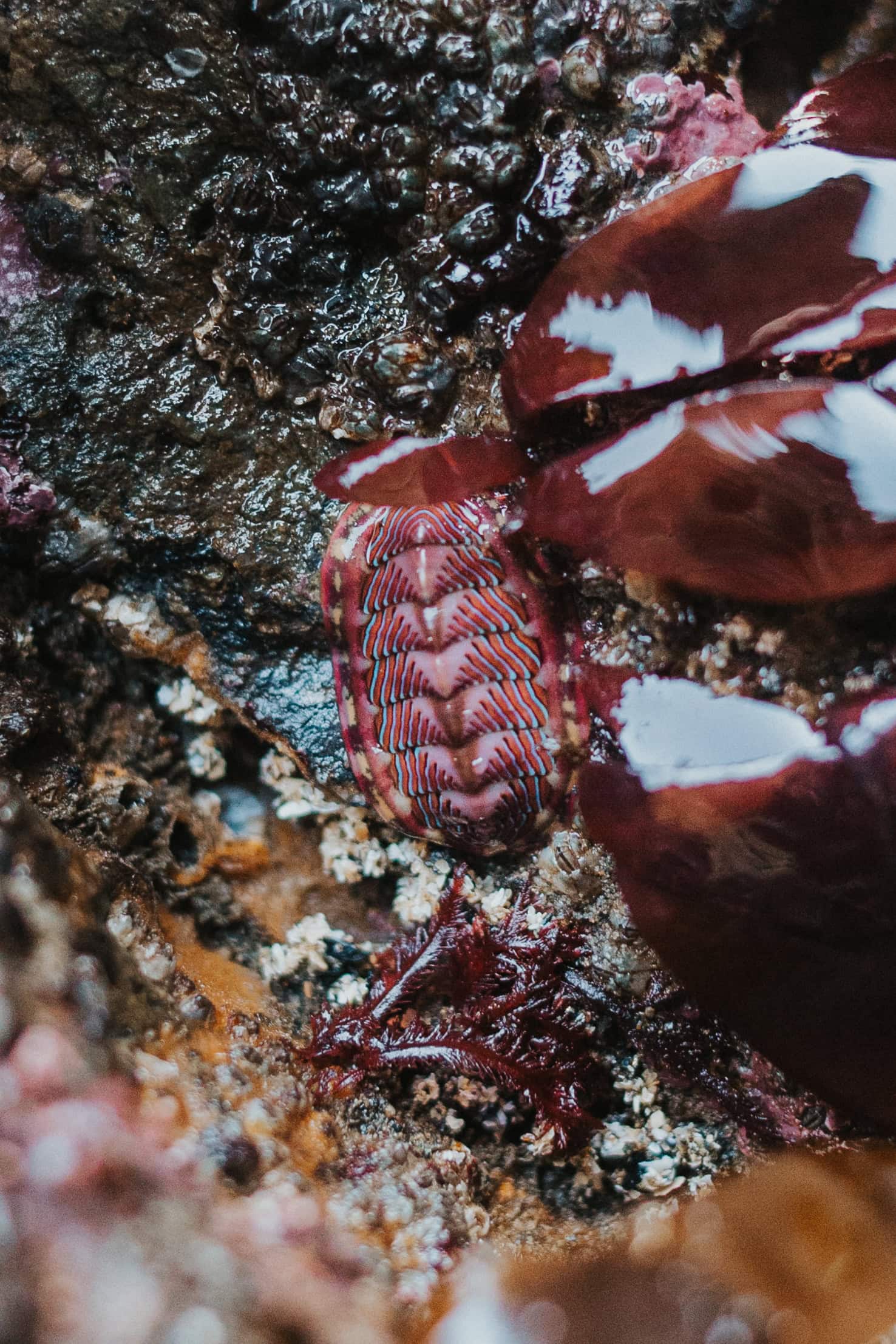 Lined chiton in an Oregon Coast tide pool