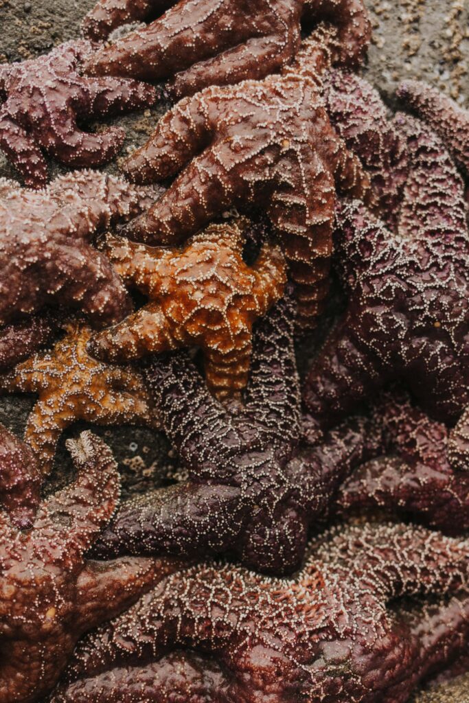 Ochre seastar on the Oregon Coast