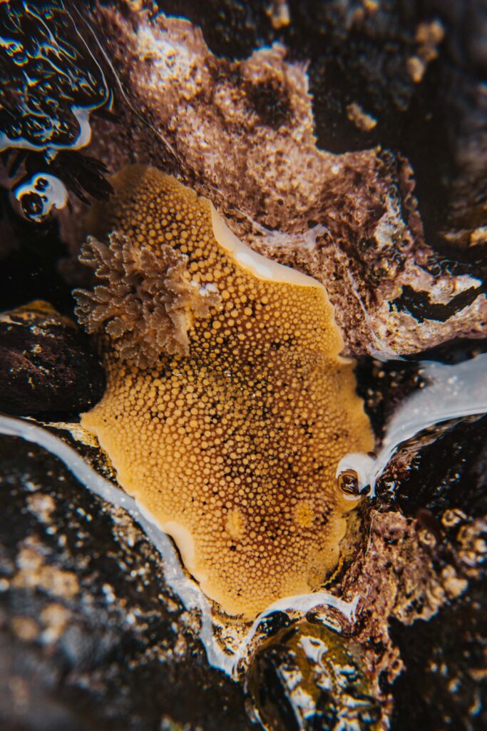 Sea lemon in an Oregon Coast tide pool