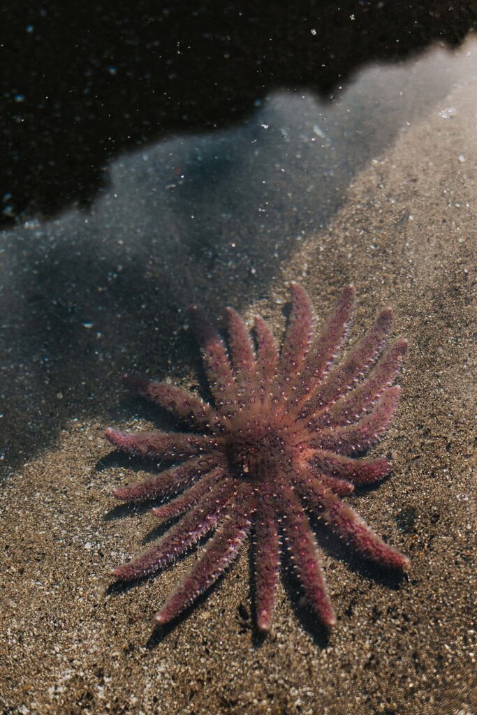 Sunflower star on the Oregon Coast