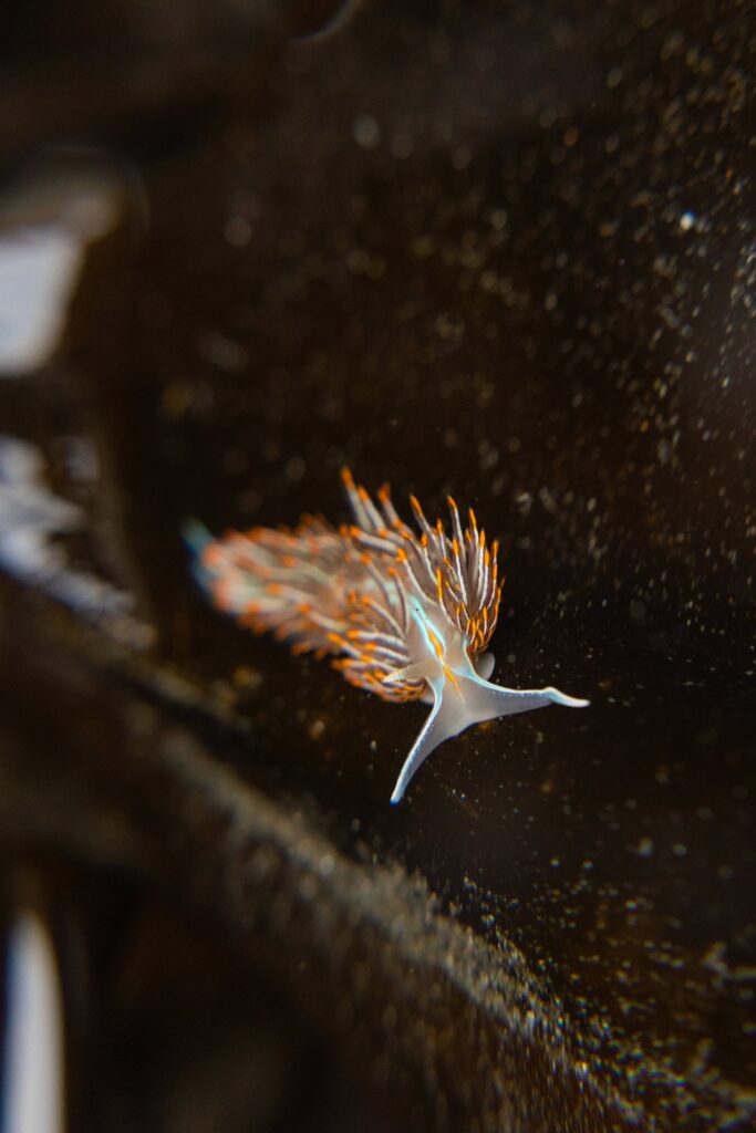 Thick horned nudibranch on the Oregon Coast