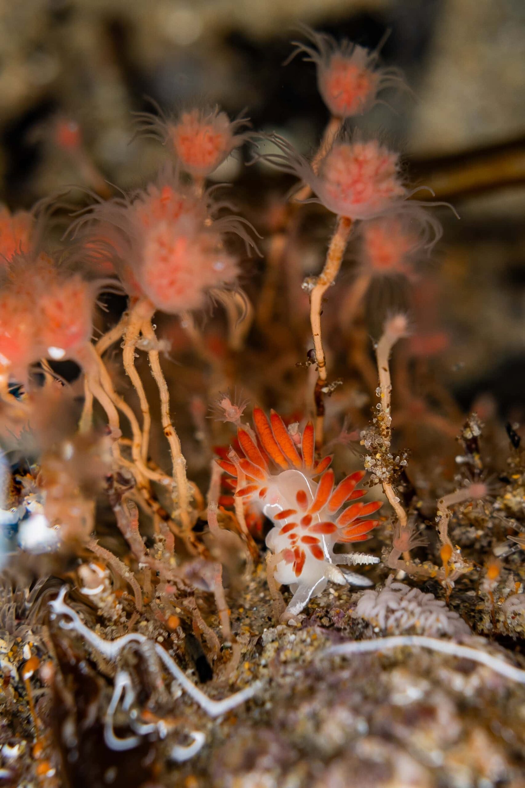 Three-lined aeolid with eggs