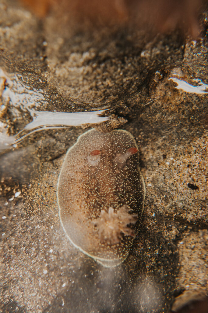 Rufus tipped nudibranch on the Oregon Coast
