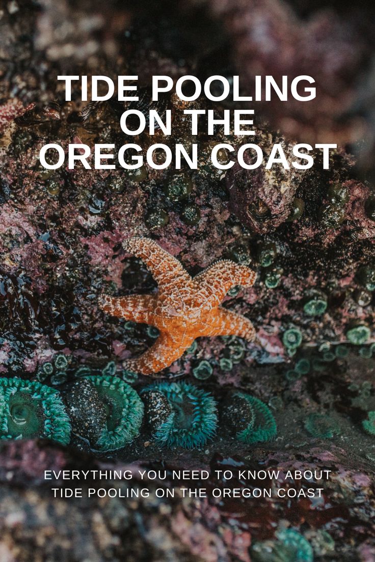 How to tide pool on the Oregon Coast