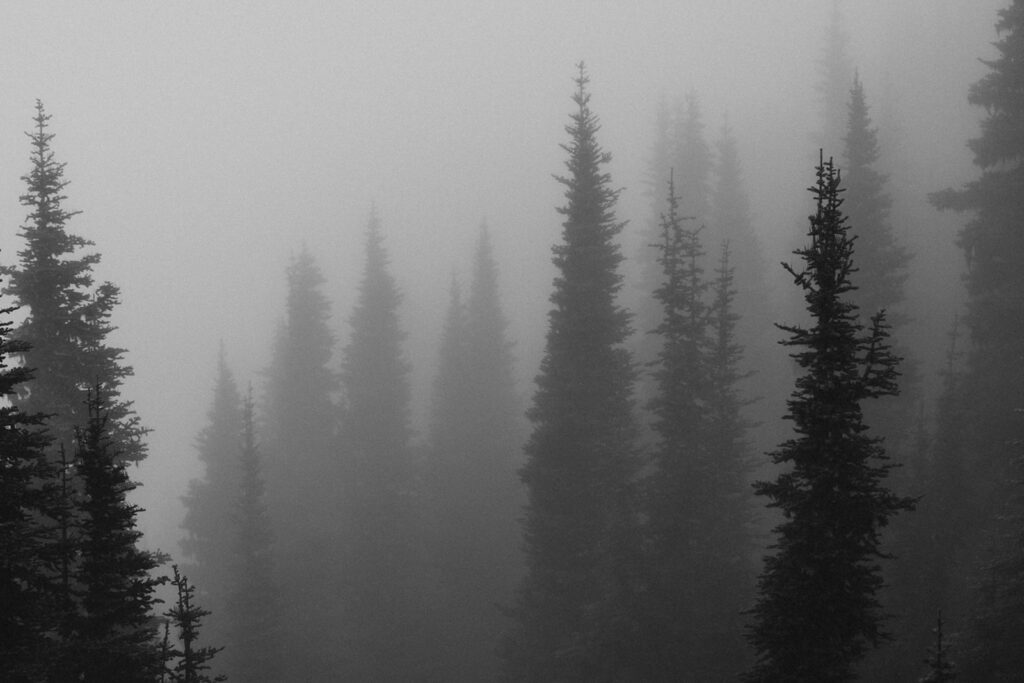 Trees in the fog at Olympic National Park