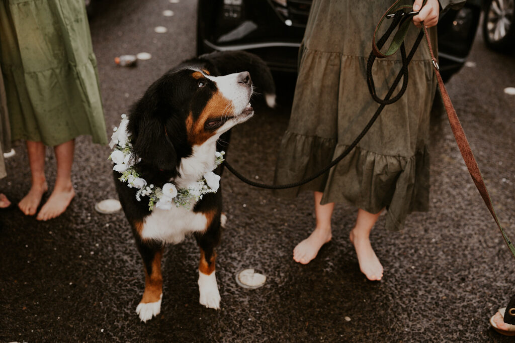 Dog in the rain at an elopement
