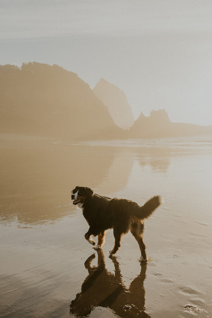 Dog at beach for elopement