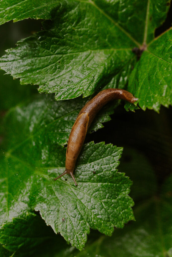 Banana slug on leaves in Olympic National Park