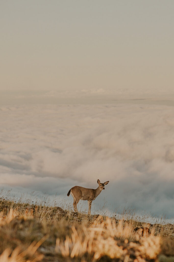 A deer standing on a hill with a cloud inversion in the background