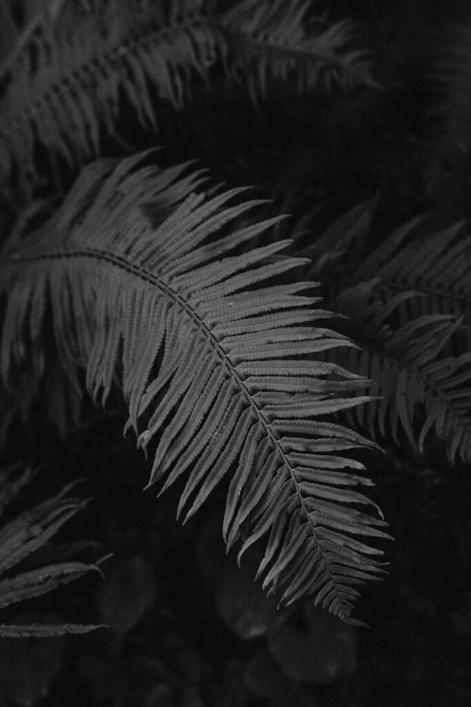 A fern in black and white