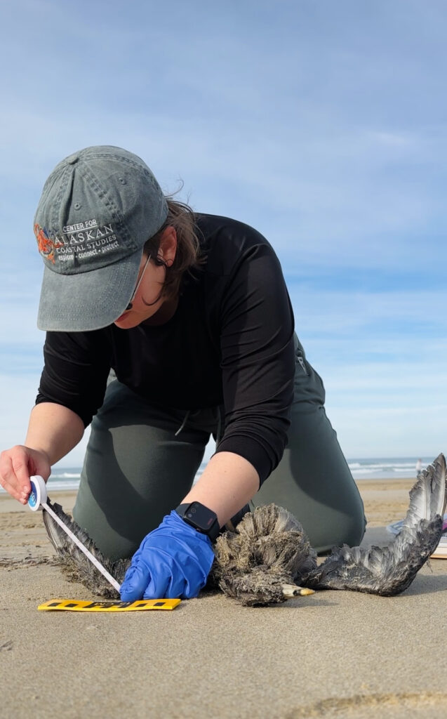 Miki volunteering for COASST, measuring the wing length of a beached bird