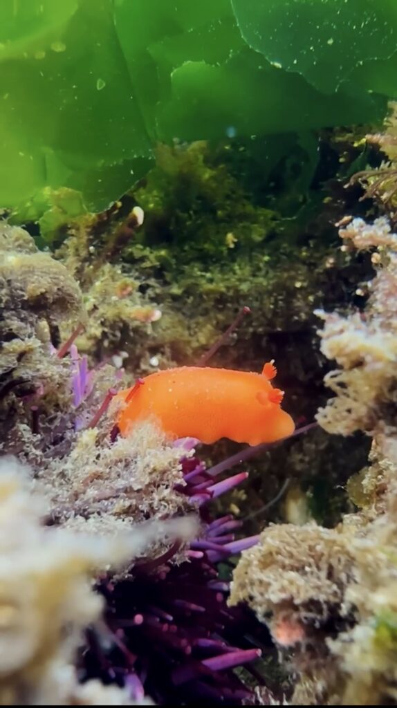Red sponge dorid in Oregon Coast tide pool