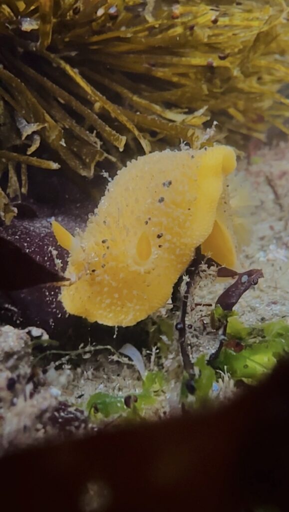 Sea lemon dorid in Oregon Coast tide pool