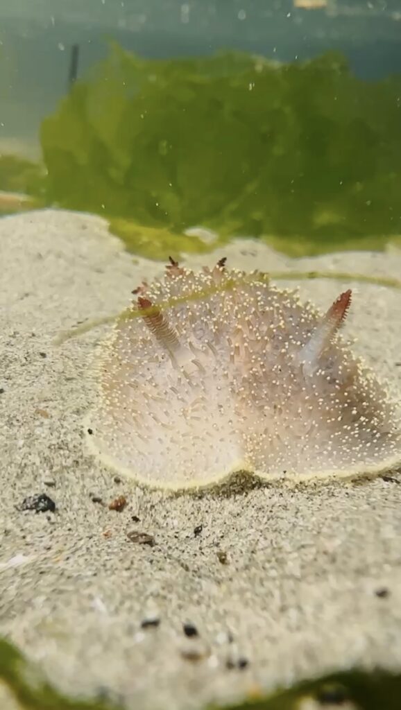 Rufus tipped dorid in Oregon Coast tide pool