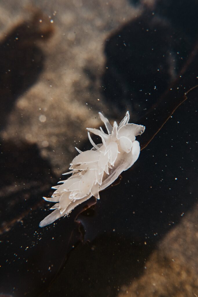 Frosted nudibranch in Oregon Coast tide pool