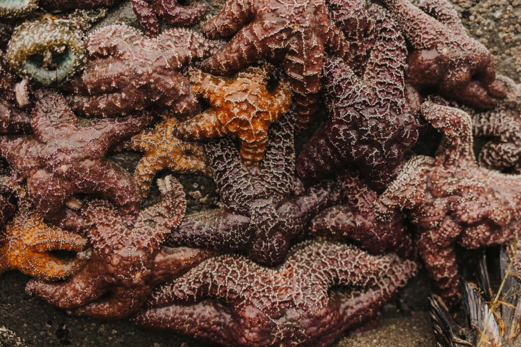 Sea stars in an Oregon Coast tide pool