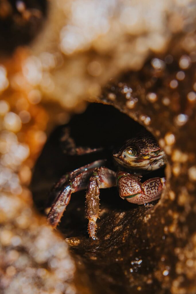 Purple shore crab in Oregon Coast tide pool