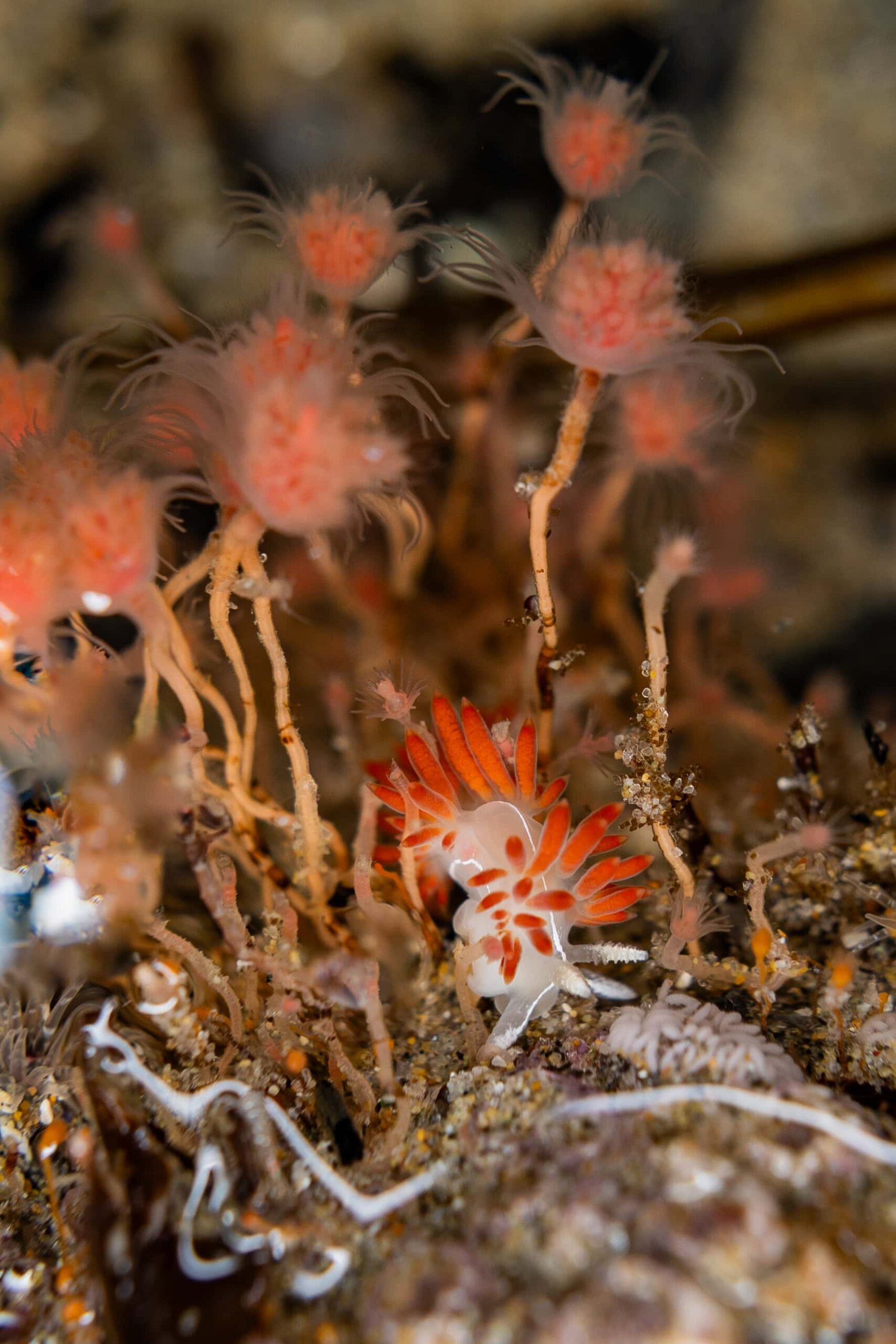 A three lined aeolid nudibranch in an Oregon Coast tide pool