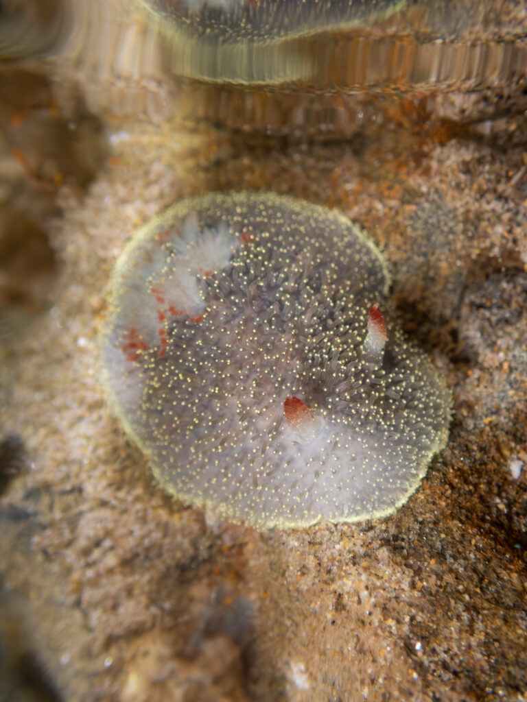 Rufus tipped dorid in an Oregon Coast tide pool