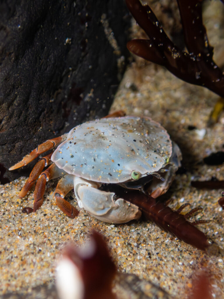 Juvenile red rock crab in an Oregon Coast tide pool